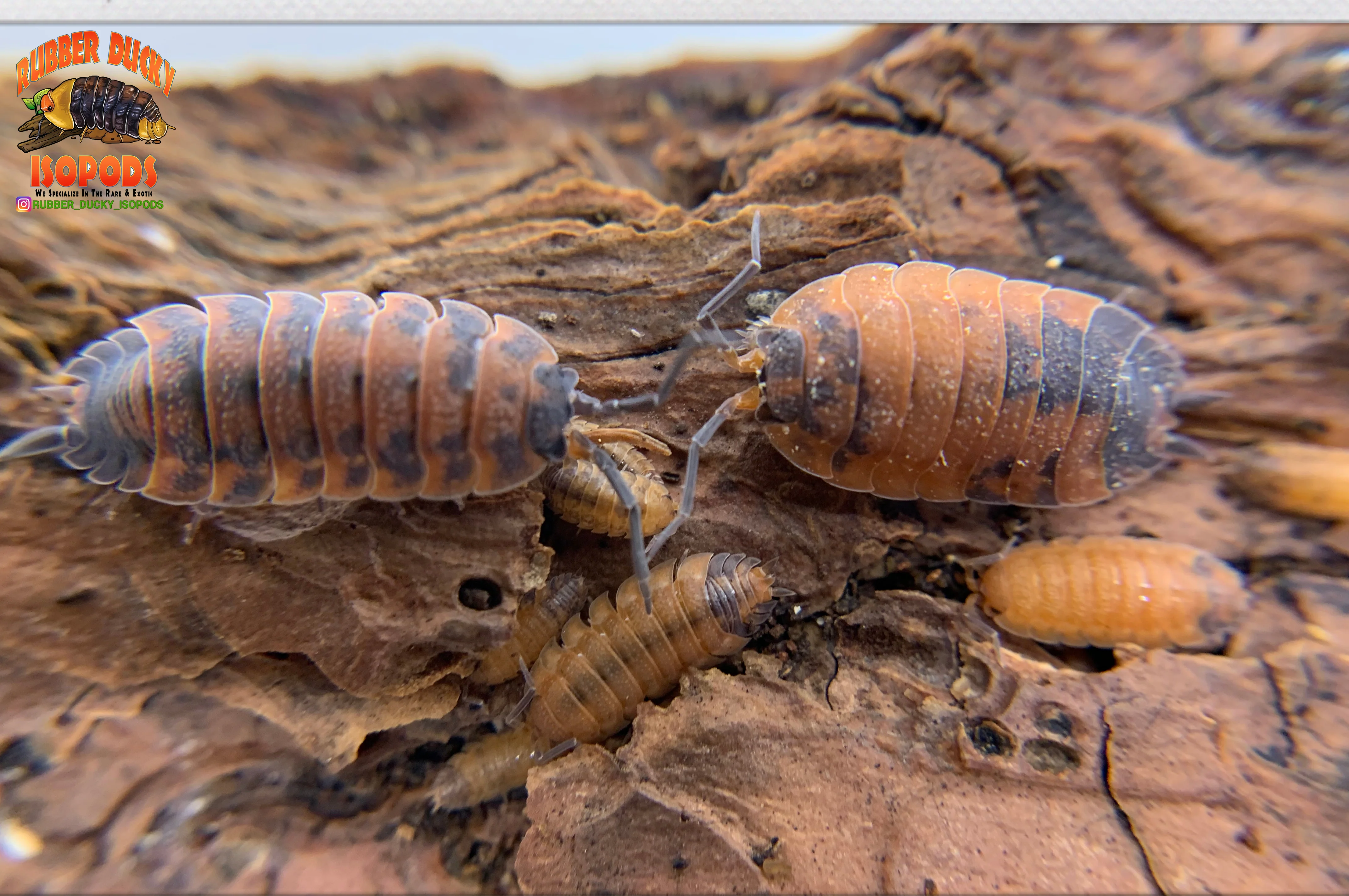 "Lava" STUNNING Orange and Blue Isopods (Porcellio scaber) 10 Count - Image 5